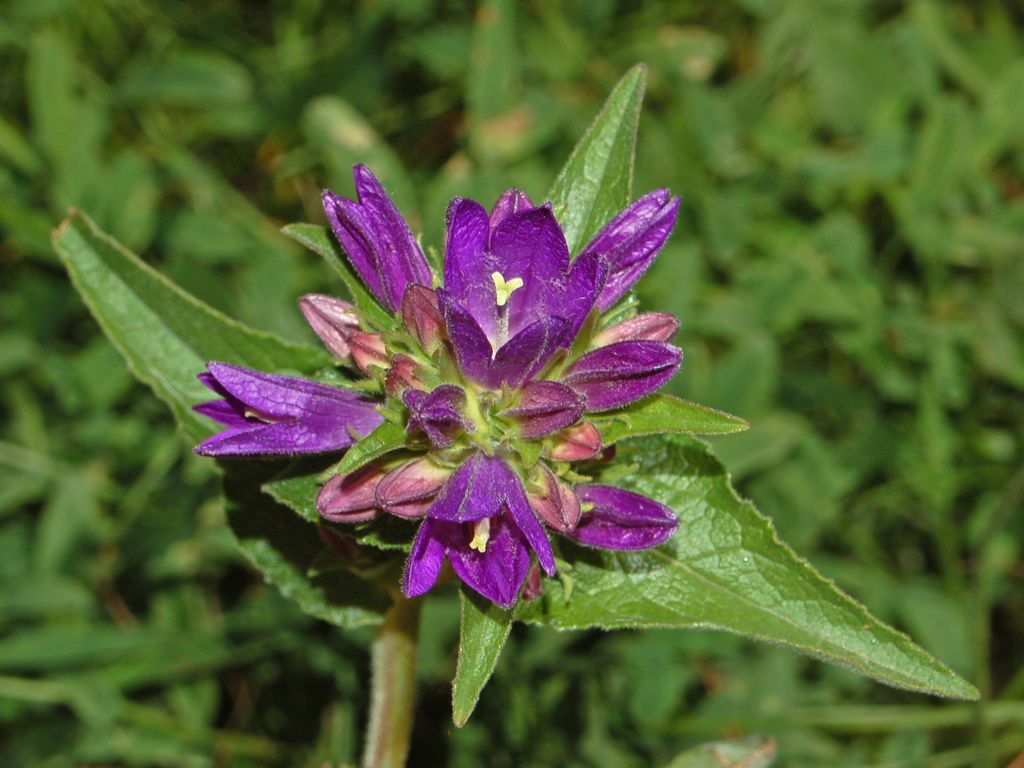 Campanula glomerata / Campanula agglomerata